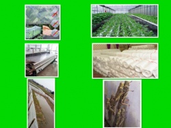 Insect Netting